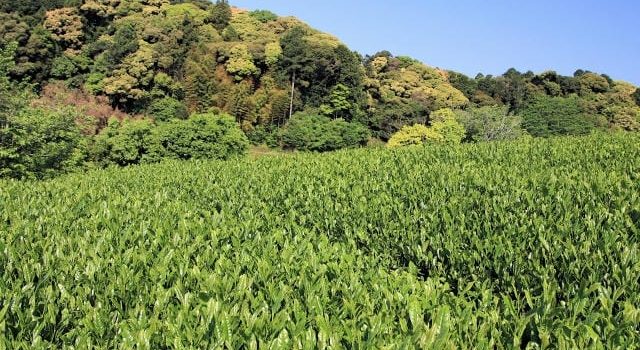 ゴルフ会員権で実現する理想のクラブライフと後悔しない選び方の極意